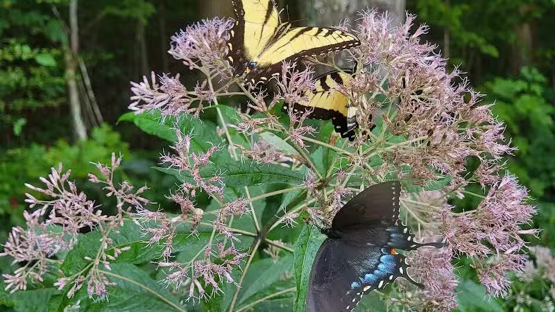 Shawnee State Park, Turkey Creek Lake - Blue Creek, OH