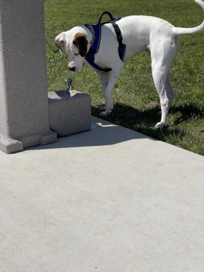 Bluffton Community Dog Park - Bluffton, OH