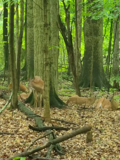 Route 224 Trailhead - East Golf Hike & Bike Trail - Boardman, OH