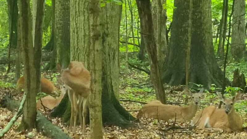 Route 224 Trailhead - East Golf Hike & Bike Trail - Boardman, OH