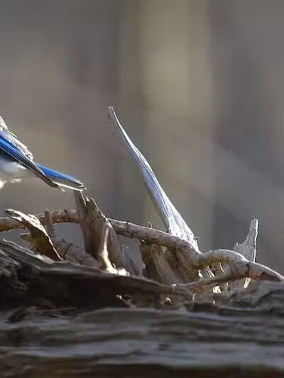 Route 224 Trailhead - East Golf Hike & Bike Trail - Boardman, OH