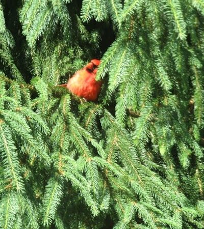 Towpath Trail Peace Park - Bolivar, OH