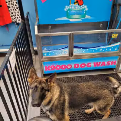 Wags N' Wiggles DIY Pet Wash - Bolivar, OH