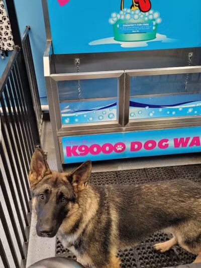 Wags N' Wiggles DIY Pet Wash - Bolivar, OH