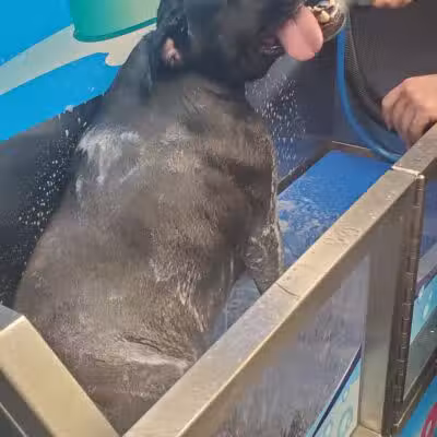 Wags N' Wiggles DIY Pet Wash - Bolivar, OH