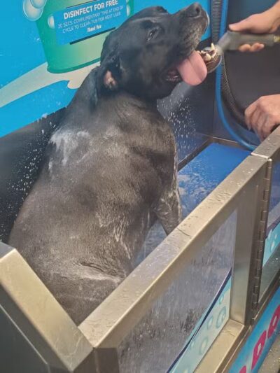 Wags N' Wiggles DIY Pet Wash - Bolivar, OH