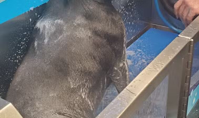 Wags N' Wiggles DIY Pet Wash - Bolivar, OH