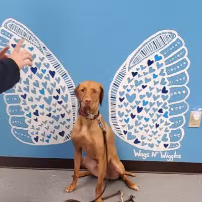 Wags N' Wiggles DIY Pet Wash - Bolivar, OH