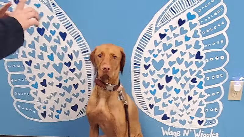 Wags N' Wiggles DIY Pet Wash - Bolivar, OH