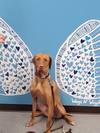 Wags N' Wiggles DIY Pet Wash - Bolivar, OH