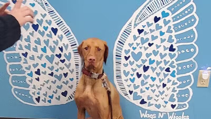 Wags N' Wiggles DIY Pet Wash - Bolivar, OH