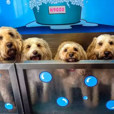 Wags N' Wiggles DIY Pet Wash - Bolivar, OH