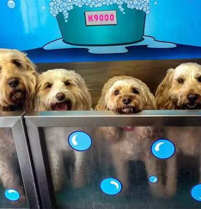 Wags N' Wiggles DIY Pet Wash - Bolivar, OH