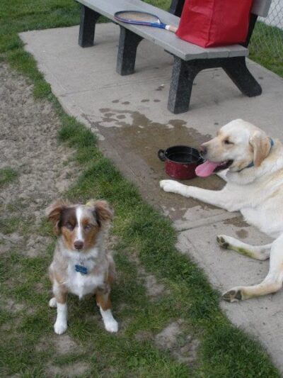 Wood County Dog Park - Bowling Green, OH