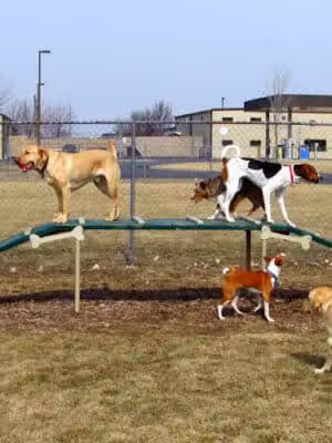 Wood County Dog Park - Bowling Green, OH