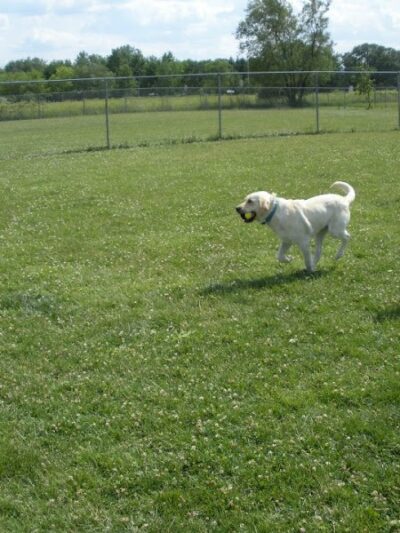 Wood County Dog Park - Bowling Green, OH