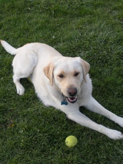 Wood County Dog Park - Bowling Green, OH