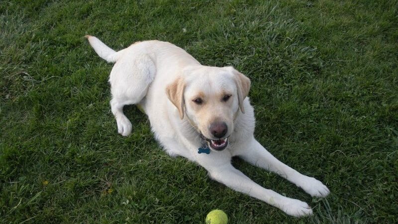 Wood County Dog Park - Bowling Green, OH