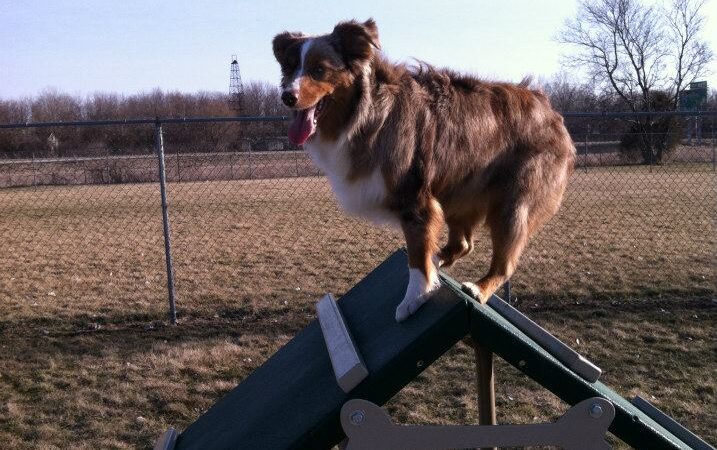 Wood County Dog Park - Bowling Green, OH
