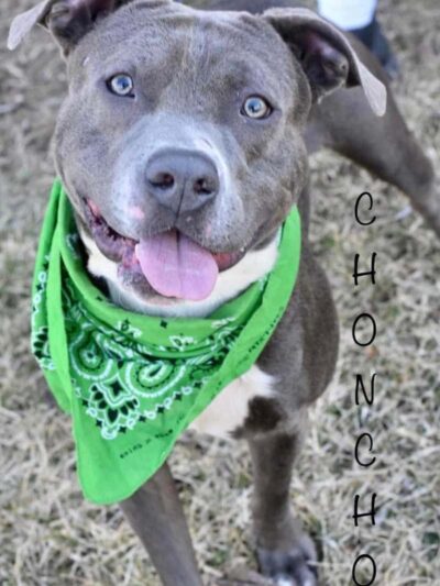 Wood County Dog Park - Bowling Green, OH