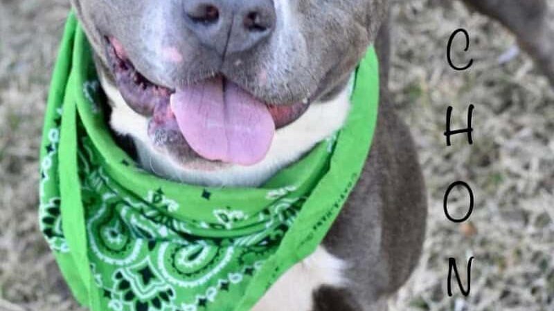 Wood County Dog Park - Bowling Green, OH