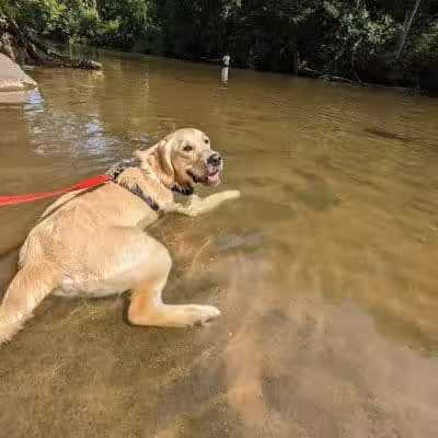 Doggie Dugout-Registration Required - Bowmansdale, PA