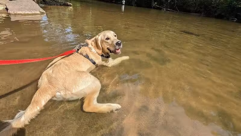 Doggie Dugout-Registration Required - Bowmansdale, PA