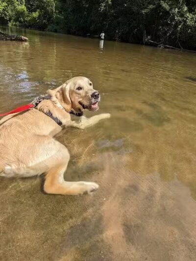 Doggie Dugout-Registration Required - Bowmansdale, PA