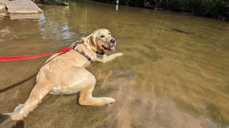 Doggie Dugout-Registration Required - Bowmansdale, PA