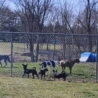 Doggie Dugout-Registration Required - Bowmansdale, PA