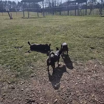 Doggie Dugout-Registration Required - Bowmansdale, PA