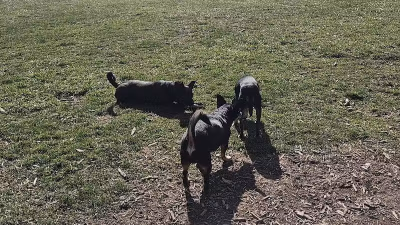 Doggie Dugout-Registration Required - Bowmansdale, PA