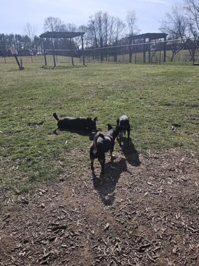 Doggie Dugout-Registration Required - Bowmansdale, PA