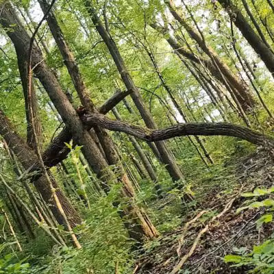 Bradner Preserve - Bradner, OH