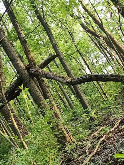 Bradner Preserve - Bradner, OH