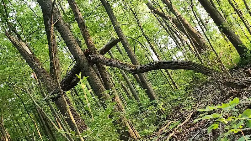 Bradner Preserve - Bradner, OH