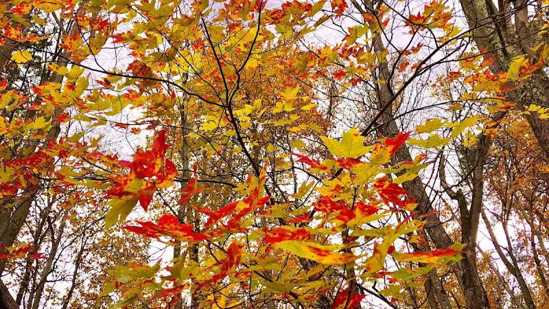 Harriet Keeler Memorial Picnic Area - Brecksville, OH