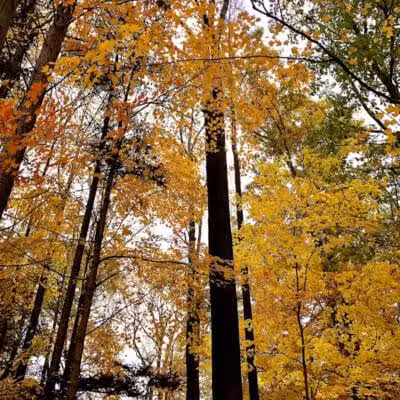 Harriet Keeler Memorial Picnic Area - Brecksville, OH