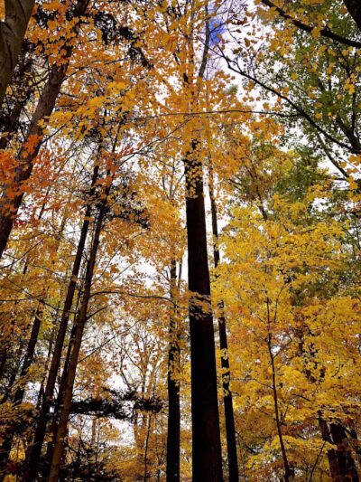 Harriet Keeler Memorial Picnic Area - Brecksville, OH