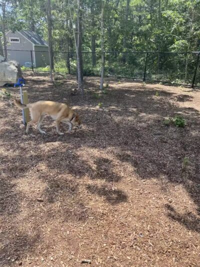 Brewster Dog Park - Brewster, MA