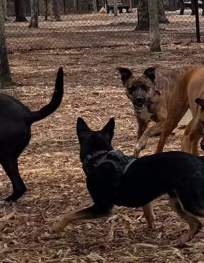 Brewster Dog Park - Brewster, MA