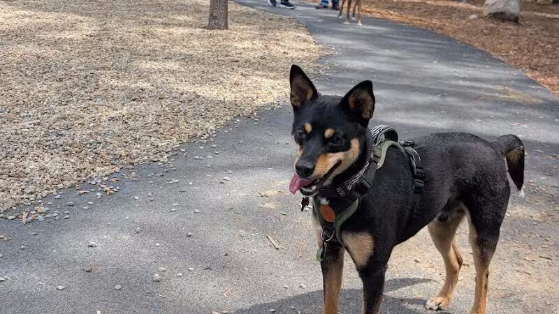 Brewster Dog Park - Brewster, MA