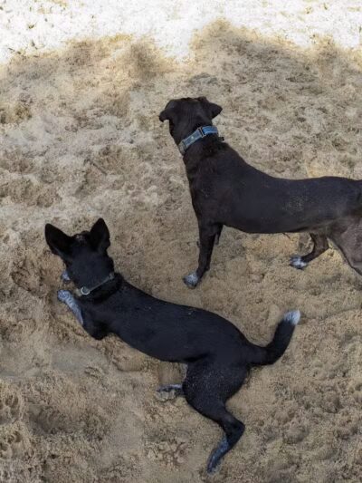 Brewster Dog Park - Brewster, MA