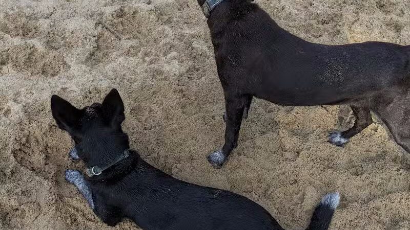 Brewster Dog Park - Brewster, MA