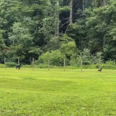 Bridgeport Bark Park - Bridgeport, WV