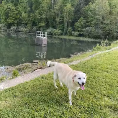 Bridgeport Bark Park - Bridgeport, WV