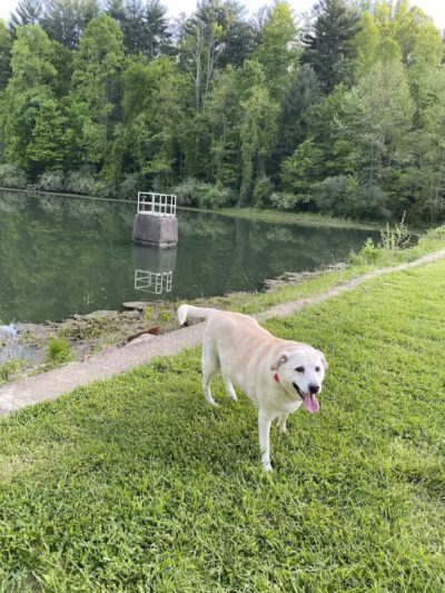 Bridgeport Bark Park - Bridgeport, WV