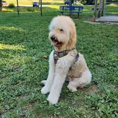 Bridgeport Bark Park - Bridgeport, WV