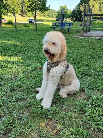 Bridgeport Bark Park - Bridgeport, WV