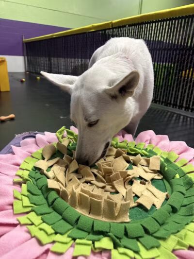 Central Bark Broadview Heights - Broadview Heights, OH